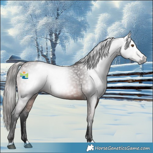 Horse Color:Gray Bay Snowcap 