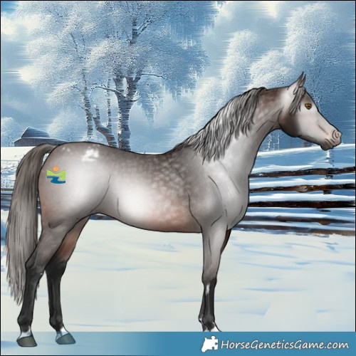 Horse Color:Gray Bay Appaloosa 
