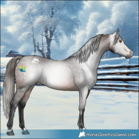 Horse Color:Gray Bay Appaloosa