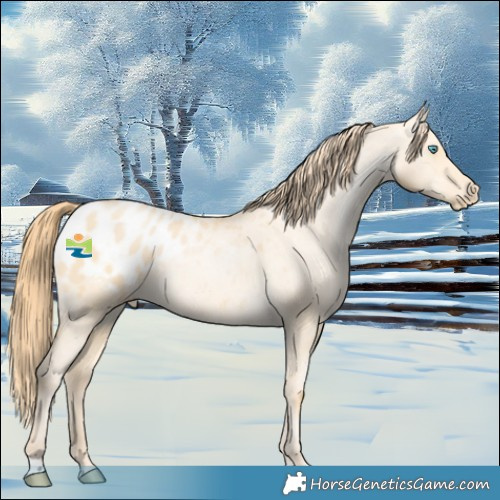 Horse Color:Buckskin Pearl Dun Appaloosa 