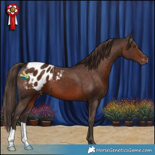Horse Color:Liver Chestnut Appaloosa 