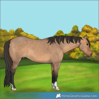 Horse Color:Bay Dun 
