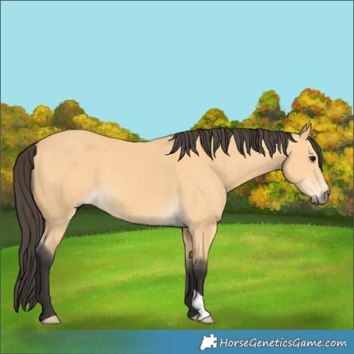 Horse Color:Buckskin 