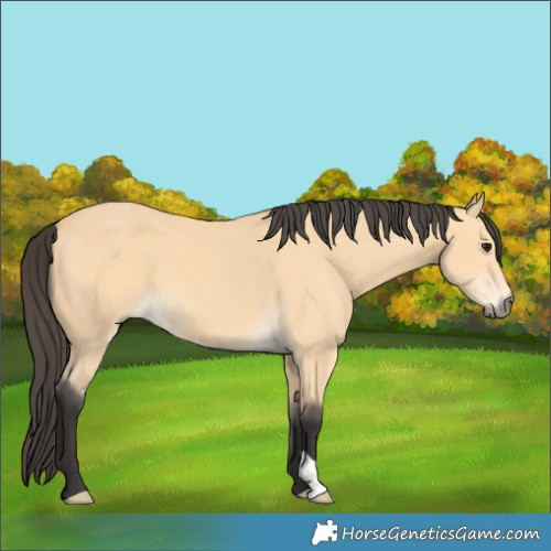 Horse Color:Buckskin 