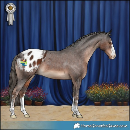Horse Color:Liver Chestnut Appaloosa 