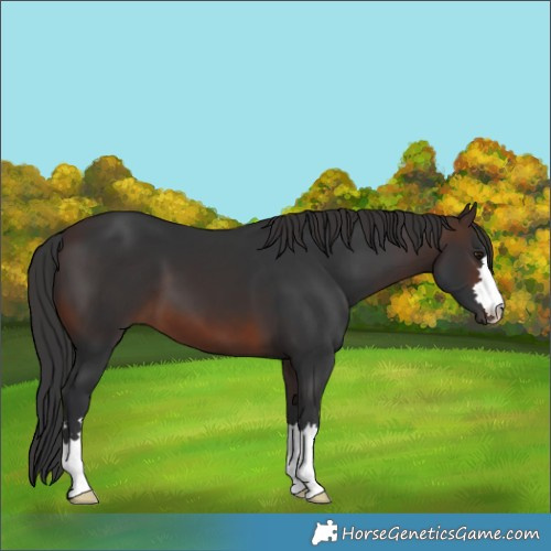 Horse Color:Brown 