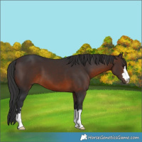 Horse Color:Brown 