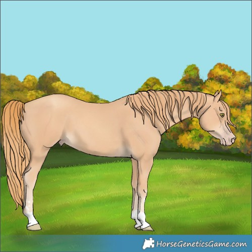 Horse Color:Gold Champagne 