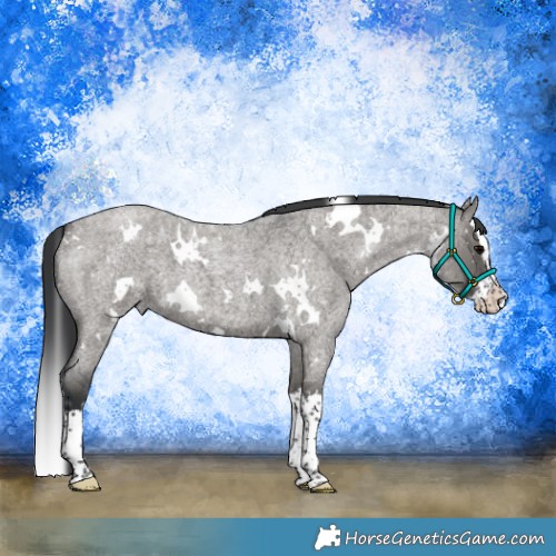 Horse Color:White Spotted Grullo Roan Splash 
