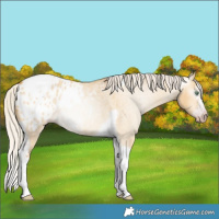 Horse Color:Gray Silver Amber Cream Champagne Roan Dun Splash Tobiano Frame Appaloosa Rabicano 