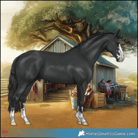 Horse Color:Black and Black