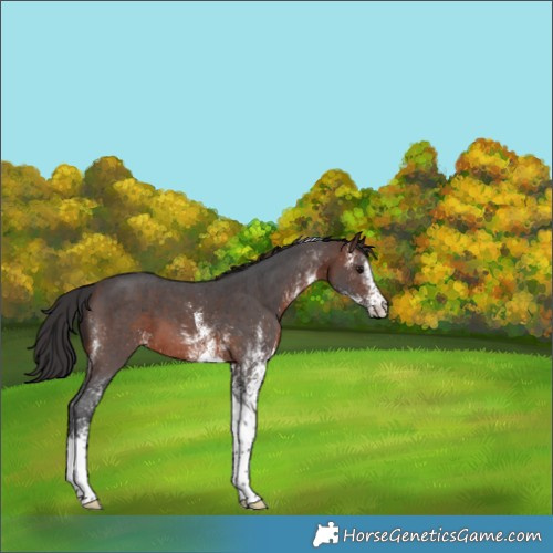 Horse Color:White Spotted Brown Tobiano 