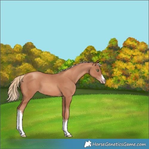 Horse Color:White Spotted Gold Champagne 