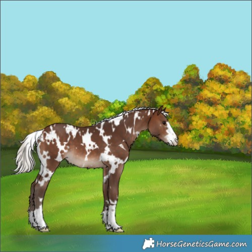 Horse Color:White Spotted Silver Brown 
