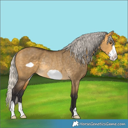 Horse Color:Silver Buckskin Dun Frame Rabicano 