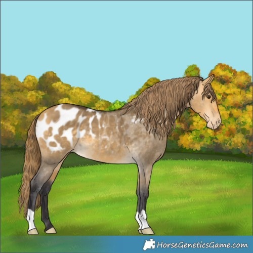 Horse Color:Buckskin Dun Appaloosa 