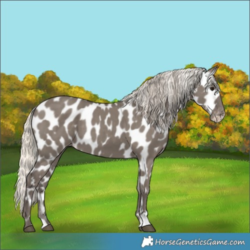 Horse Color:Silver Smoky Grullo Appaloosa 
