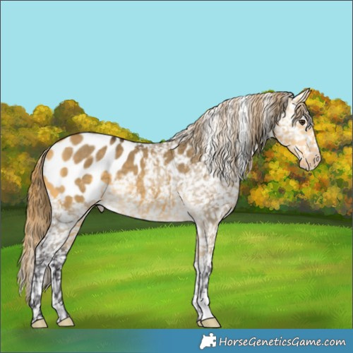 Horse Color:Buckskin Dun Appaloosa 