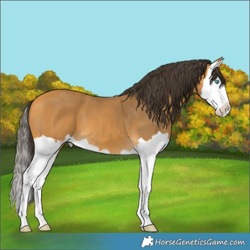 Horse Color:Buckskin Splash 