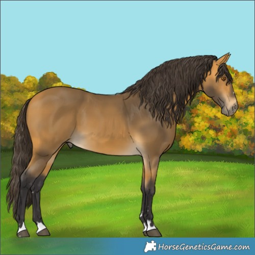 Horse Color:Buckskin 