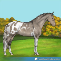 Horse Color:Silver Smoky Grullo Tobiano Blanket 