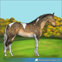 Horse Color:Gray Silver Buckskin Dun Tobiano