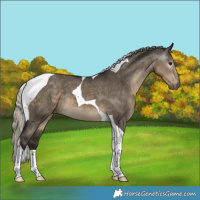 Horse Color:Gray Silver Smoky Grullo Tobiano Varnish 