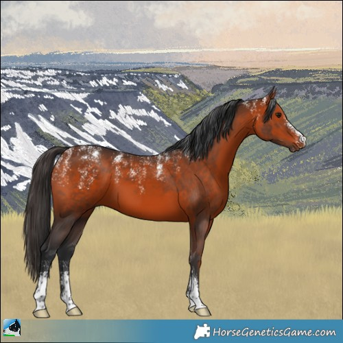 Horse Color:Powder White Bay 
