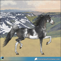 Horse Color:White Spotted Black Sabino Frame Rabicano