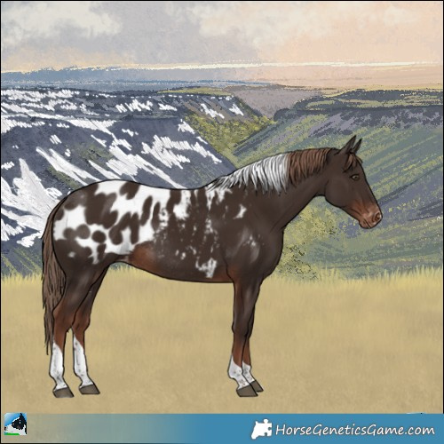 Horse Color:Liver Chestnut Tobiano Appaloosa Rabicano 