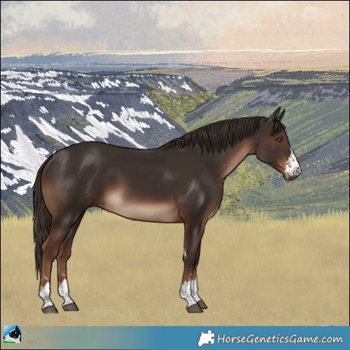 Horse Color:Liver Chestnut Rabicano 