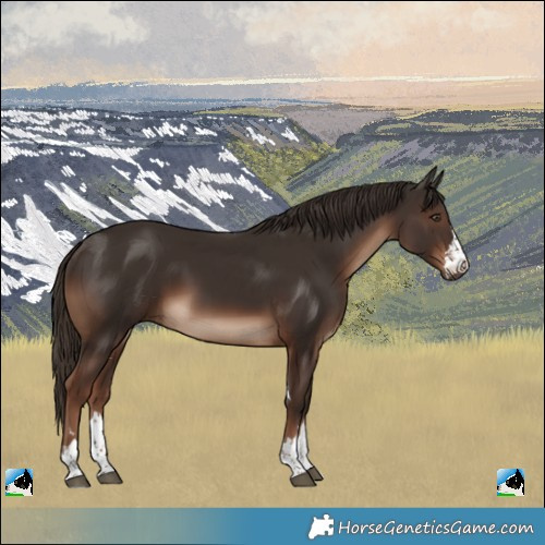Horse Color:Liver Chestnut Rabicano
