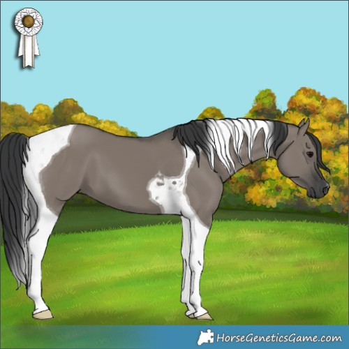 Horse Color:Grullo Tobiano 