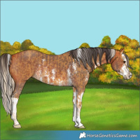 Horse Color:Palomino  and Bay Sabino Splash 