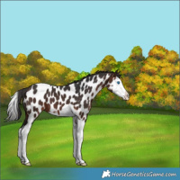 Horse Color:Brown Splash Near Leopard 