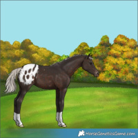 Horse Color:Silver Brown Appaloosa