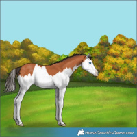 Horse Color:Bay Splash 
