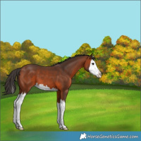 Horse Color:Bay Splash 