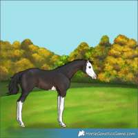 Horse Color:Brown Splash 