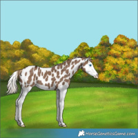 Horse Color:Liver Red Dun Splash Leopard 