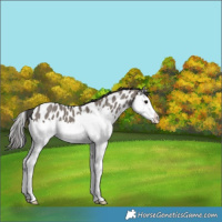 Horse Color:Grullo Sabino Splash Appaloosa 