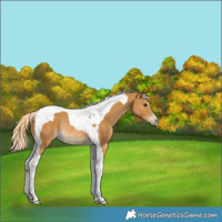 Horse Color:Palomino Tobiano Rabicano 