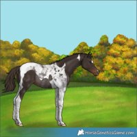 Horse Color:Liver Chestnut Tobiano Rabicano 