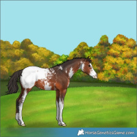 Horse Color:Brown Sabino Appaloosa 