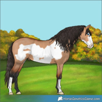 Horse Color:Bay Dun Frame 