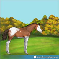 Horse Color:Bay Splash Appaloosa 
