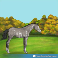 Horse Color:Grullo Sabino 
