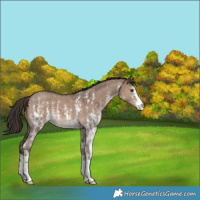 Horse Color:Liver Red Dun Sabino 