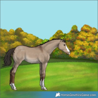 Horse Color:Liver Red Dun 