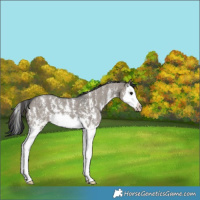 Horse Color:Grullo Sabino Splash 